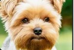 Dogvengers