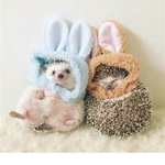 rain's friends :D