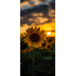 ~sunflxwers~