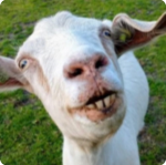 GOAT’S LAND