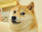 OfficialDogeGroup