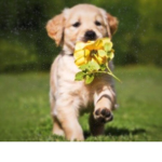 Mini puppies