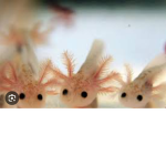 Axolotl AXOLOTL A