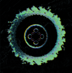 Euangleion