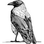 The Redbox Ravens