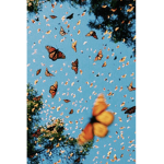 Little cute butterfly’s