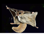 Flying squirrel squad