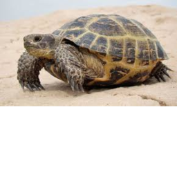Turtle Clicker