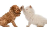 cats and dogz