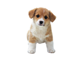 Cupid paws<3