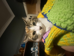 Pickle is a cat