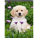 Golden puppy