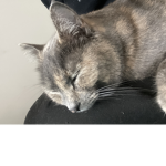 0nlyGracie