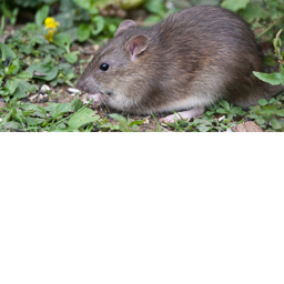 RAT ARMY BOOT CAMP TRAINING