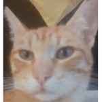 Bobux...20.3