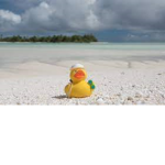 ducky is cool