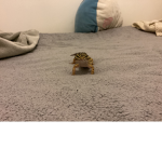 hooly's house