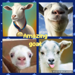 The amazing GOAT