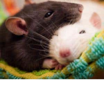 EL RATS
