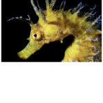 Seahorse Club