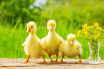 Nugget's funny GrOuP