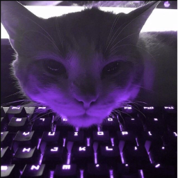 40%  Black Cats