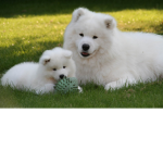 dogsrule!