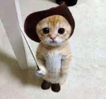 Cat Carer Family :3