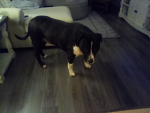 Zero Is my dog's name