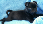 Corgi.Sloth.Panda.Pug.