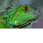 Team Iguana