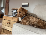 ~Ken’s dog’s