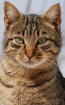 The cat love for ever