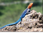 Lizard Unitedddddddd