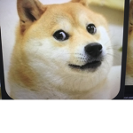 The Doge Community!!!