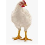 Oogly Chickens