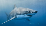 Dylan’s Awesommme Shark… Group