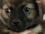 Hi I’m brody