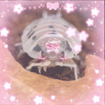 Isopod Society