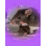 UglyRats <3