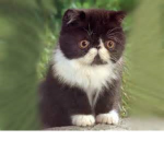The Cat Empire ##########