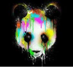 pandy polaka