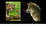 Ocelots vs Wolves