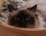 Sprinkle Cones