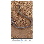 Earthworm tobby crafts