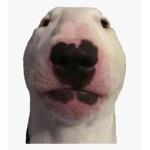 ANGELPUG777