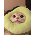 :>rawr<: