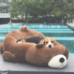 cute beagle