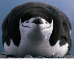 Pogs are dogs and dogs are cute and poggers are e.