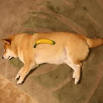 :O THE BANANA TRIBE O: